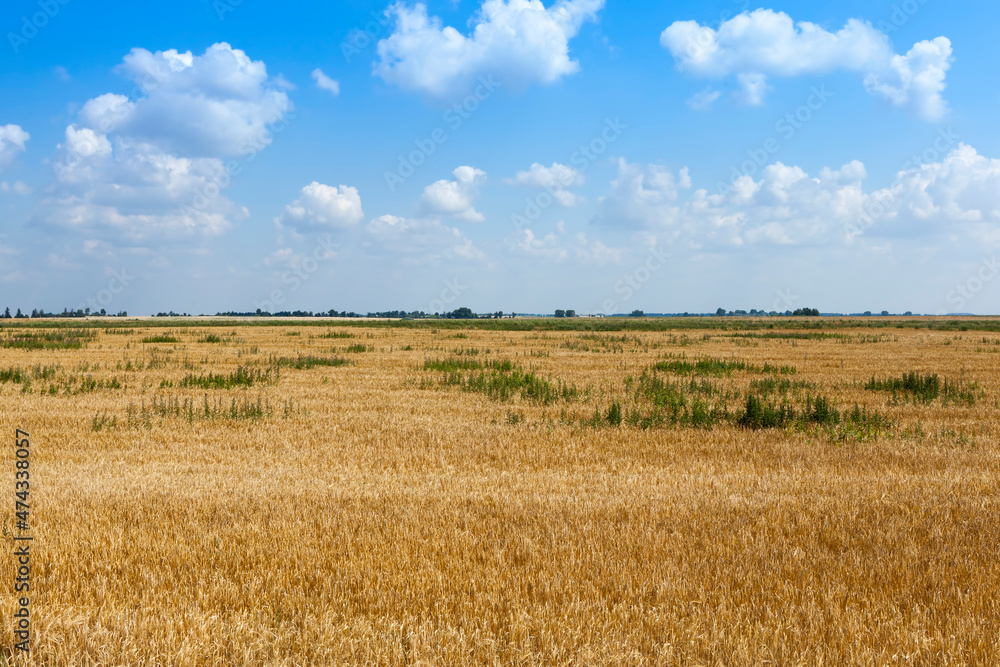 an agricultural field where cereals wheat are grown