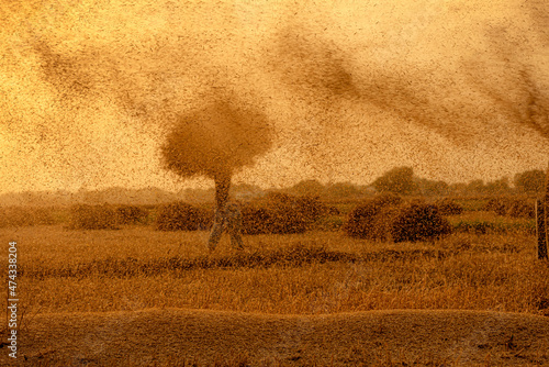 a farmer is working  in the wheat field separating chaff from wheat