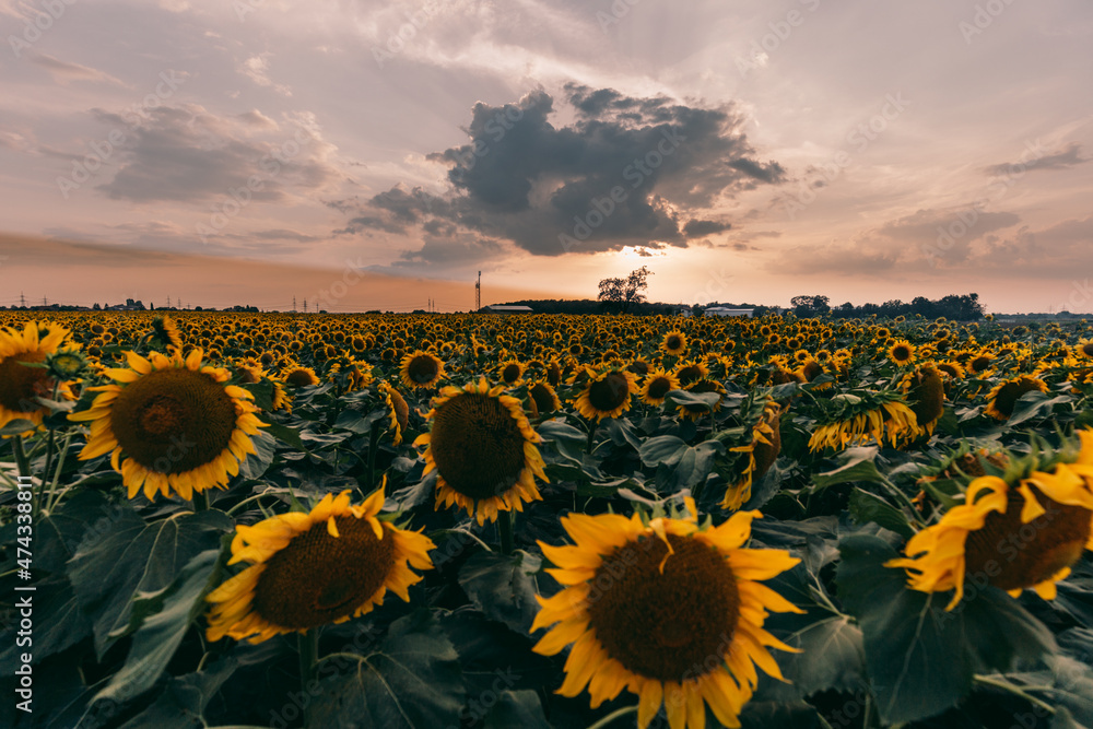 Obraz premium Sonnenblumenfeld im Sommer