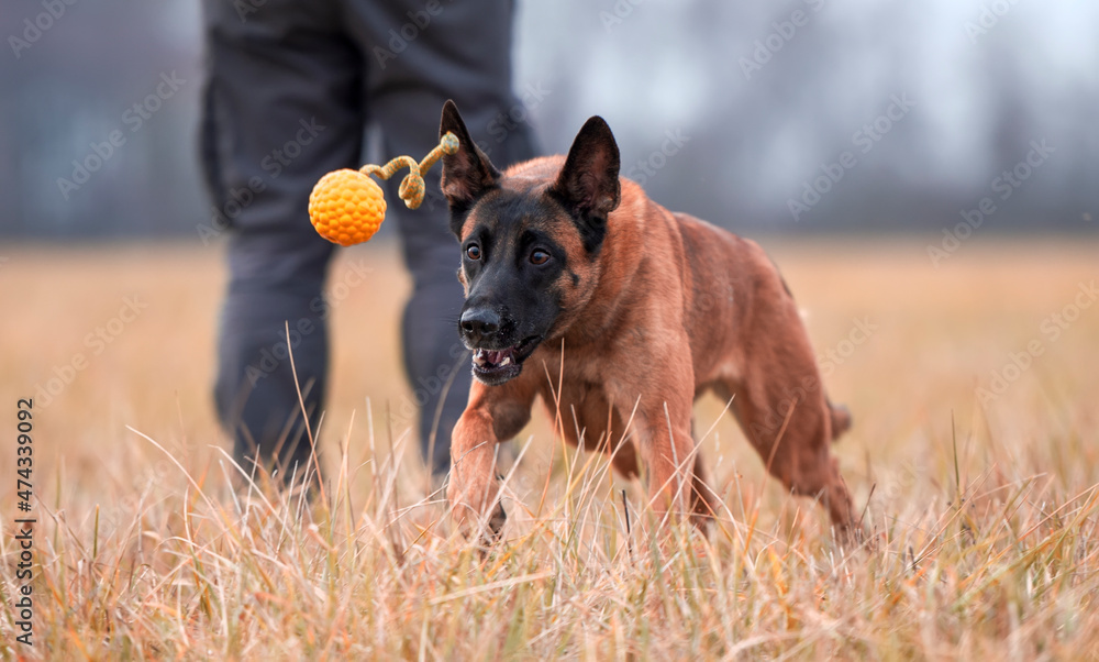 Belgian shepherd dog playing ball on grass