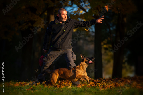 Tableau sur toile Man throwing autumn leaves for a belgian shepherd malinois dog