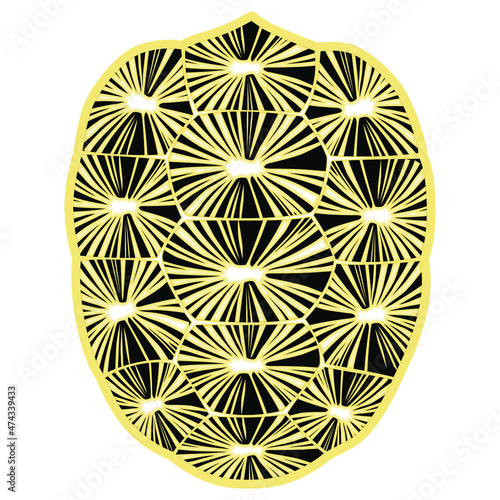 Turtle and tortoise shell, sulcata, indian star, aldabra, galapagos tortoise shell, turtle shell Vector illustration in white background. 