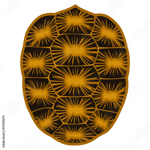 Turtle and tortoise shell, sulcata, indian star, aldabra, galapagos tortoise shell, turtle shell Vector illustration in white background. 