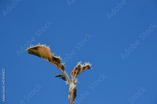 Blatt mit Eis