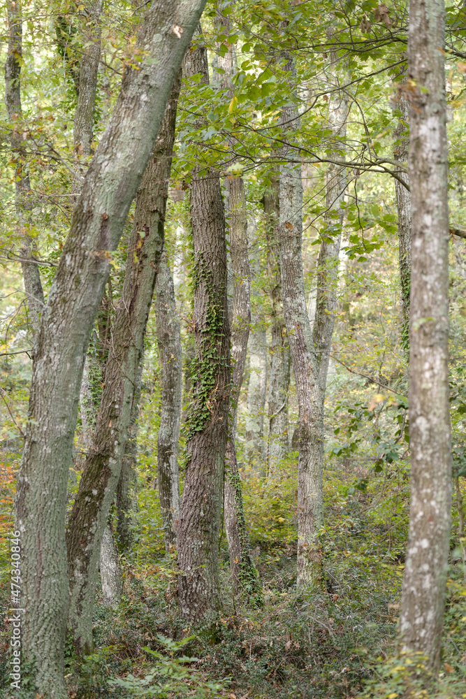 Promenade automnale en forêt 