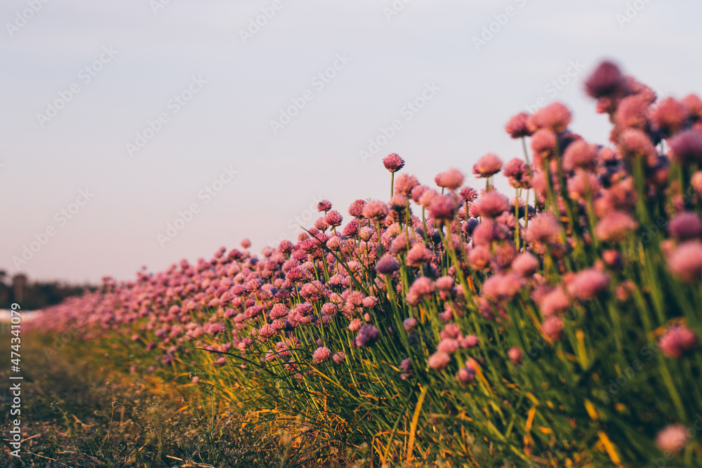 Schnittlauch Blüte im Sommer