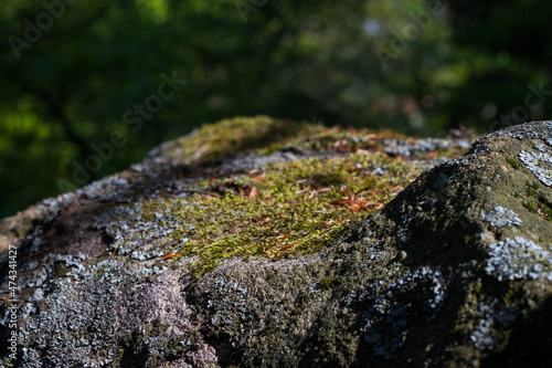 Close-up on a rock with moss. A rock in full sun is covered with yellow and gray moss.