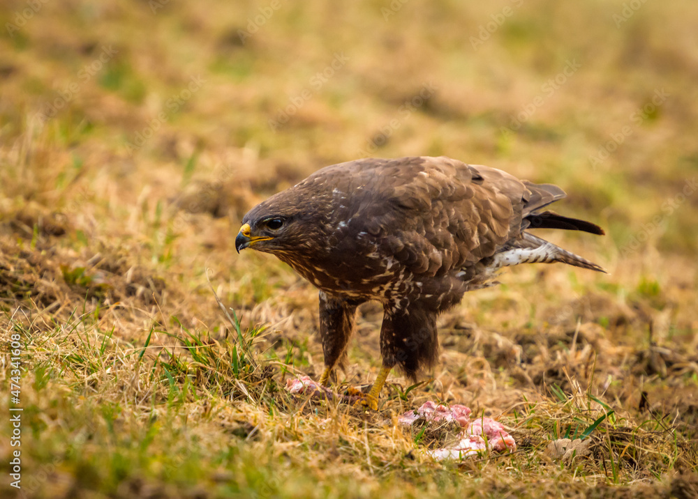 Fototapeta premium Common buzzard on the meadow