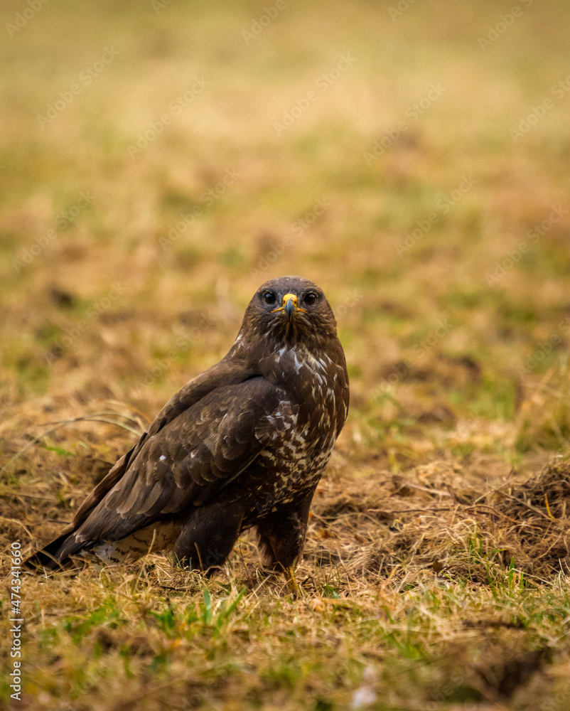Common buzzard on the meadow Common buzzard on the meadow