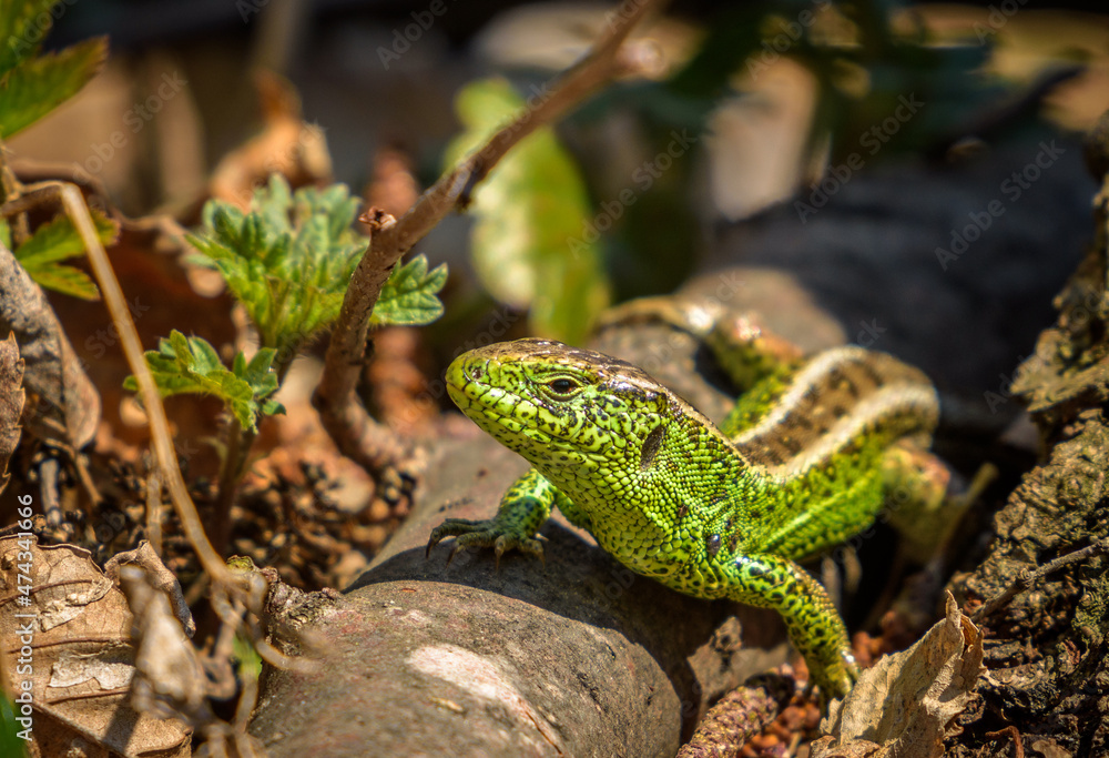 Fototapeta premium Green lizard in the forest