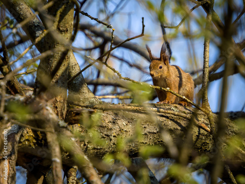 Plakat Small squirrel sitting on the tree