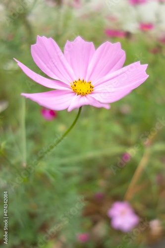 Blooming Gesang flower