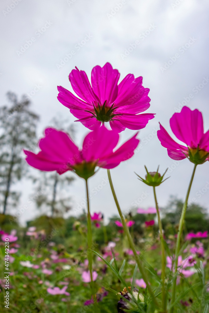 Blooming Gesang flower Blooming Gesang flower