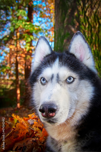 Ssiberian Husky dog lying in the yellow and red leaves. Husky Dog on the background of nature, sunny day. © Konstantin
