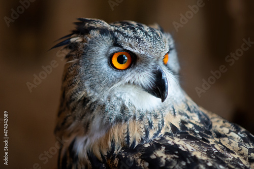 beautiful owl with big orange colorful eyes