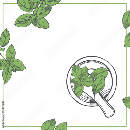 Basil. (Ocimum basilicum). Vector background.