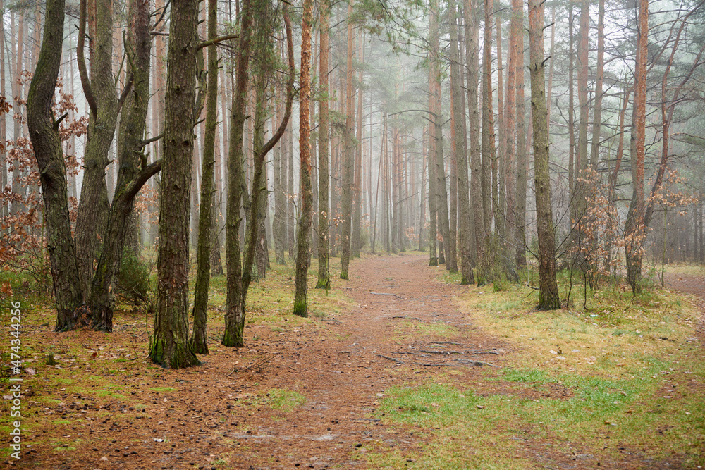 Fototapeta premium leśna ścieżka we mgle