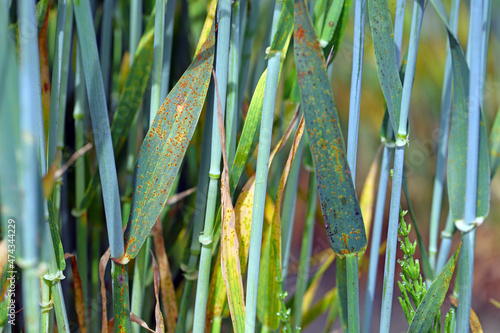 Stem rust, also known as cereal rust, black rust, red rust or red dust, is caused by the fungus Puccinia graminis, which causes significant disease in cereal crops photo