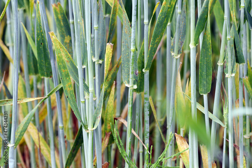 Stem rust  also known as cereal rust  black rust  red rust or red dust  is caused by the fungus Puccinia graminis  which causes significant disease in cereal crops
