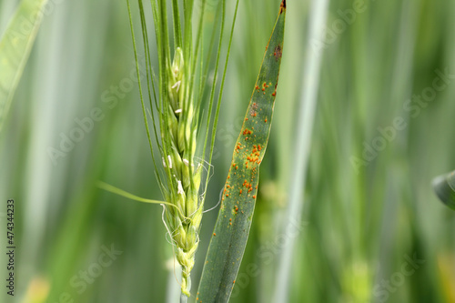 Stem rust, also known as cereal rust, black rust, red rust or red dust, is caused by the fungus Puccinia graminis, which causes significant disease in cereal crops