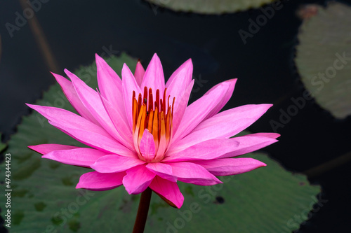 Blooming Pink lotus flowers in the pond