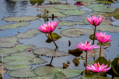 Blooming Pink lotus flowers in the pond