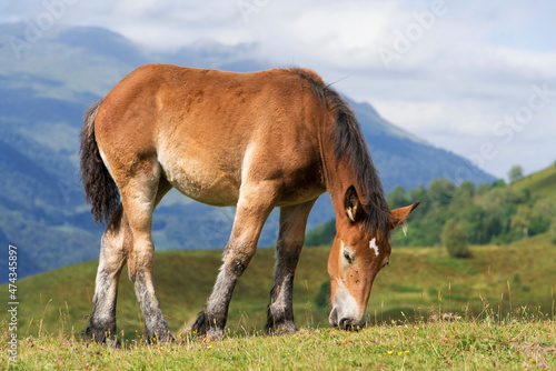 Cheval en liberté en montagne dans les Pyrénées