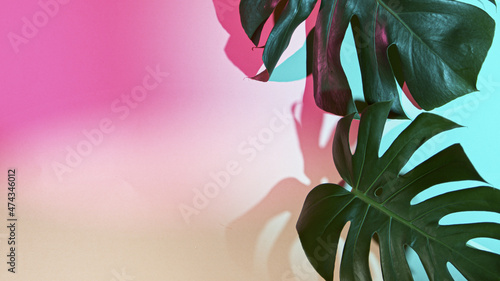 Monstera deliciosa on color...