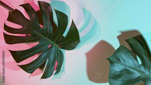 Monstera deliciosa on color...