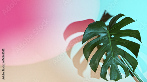 Monstera deliciosa on color...