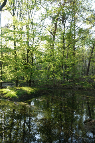 Tümpel in einem Wald © Fotolyse