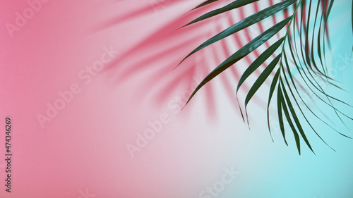 Palm leaves on colored background, freeze motion