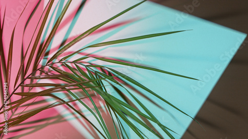 Palm leaves on colored back...