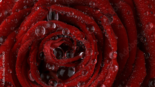 Beautiful rose bloom with w...