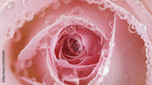 Beautiful rose bloom with w...