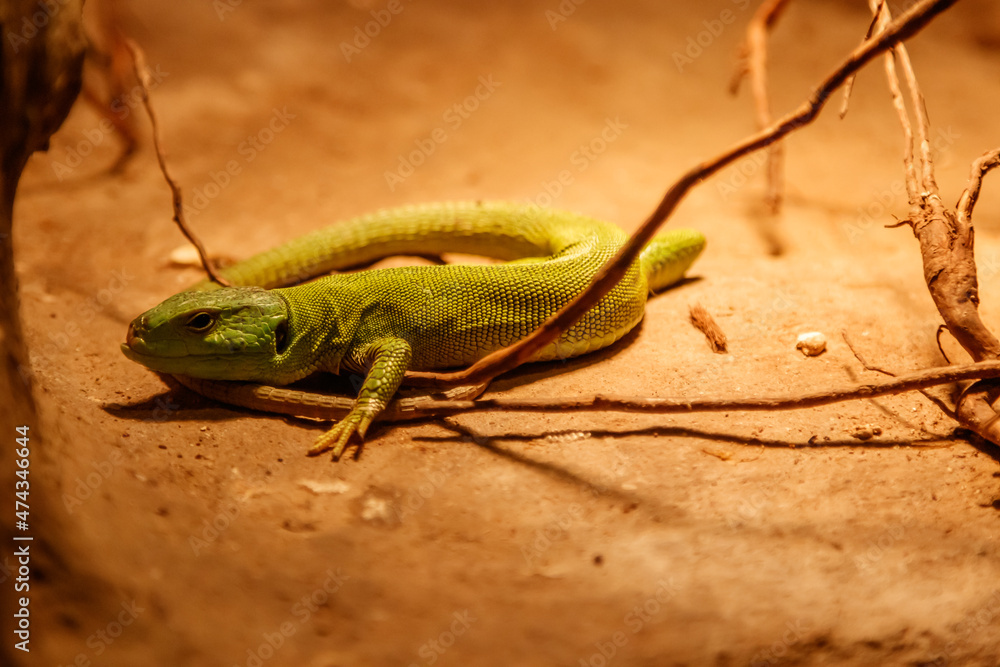 Fototapeta premium Beautiful Balkan Green Lizard - Lacerta trilineata