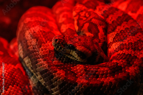 snake coastal carpet python, Morelia spilota mcdowelli photo