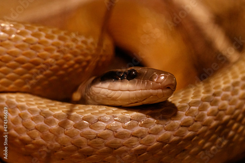 macro of a beautiful cave rat snake snake