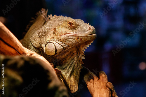 Beautiful large lizard iguana