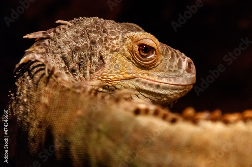 Beautiful iguana green  Iguana iguana