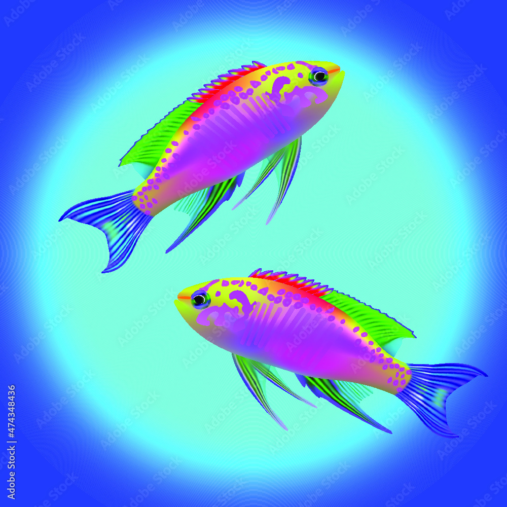 Hybrid Dottyback fish