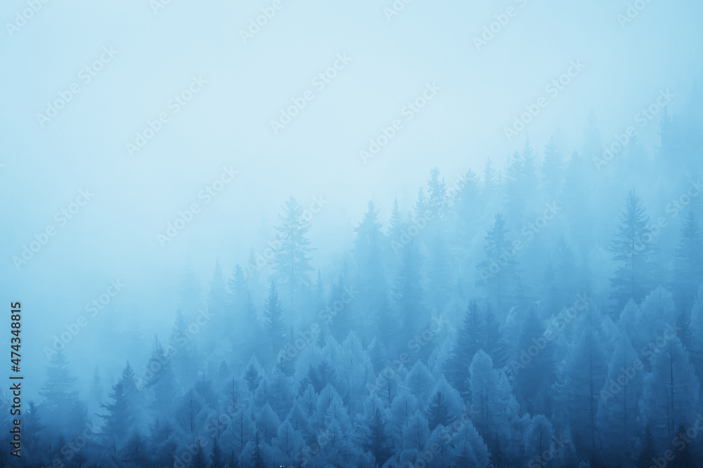 autumn fog landscape forest mountains, trees view mist autumn fog landscape forest mountains, trees view mist