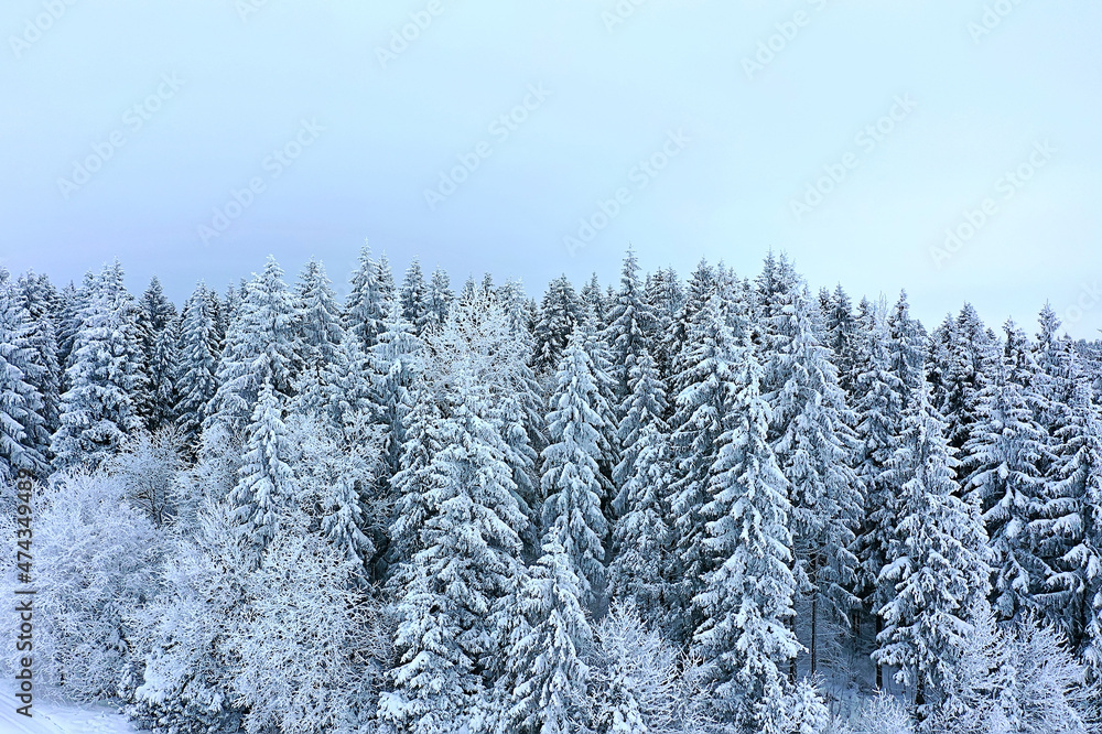 trees forest frost top view background, abstract drone view nature seasonal winter spruce trees forest frost top view background, abstract drone view nature seasonal winter spruce