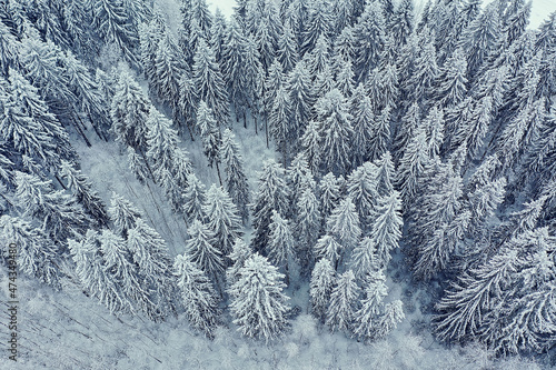 trees forest frost top view background  abstract drone view nature seasonal winter spruce