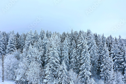 trees forest frost top view background, abstract drone view nature seasonal winter spruce