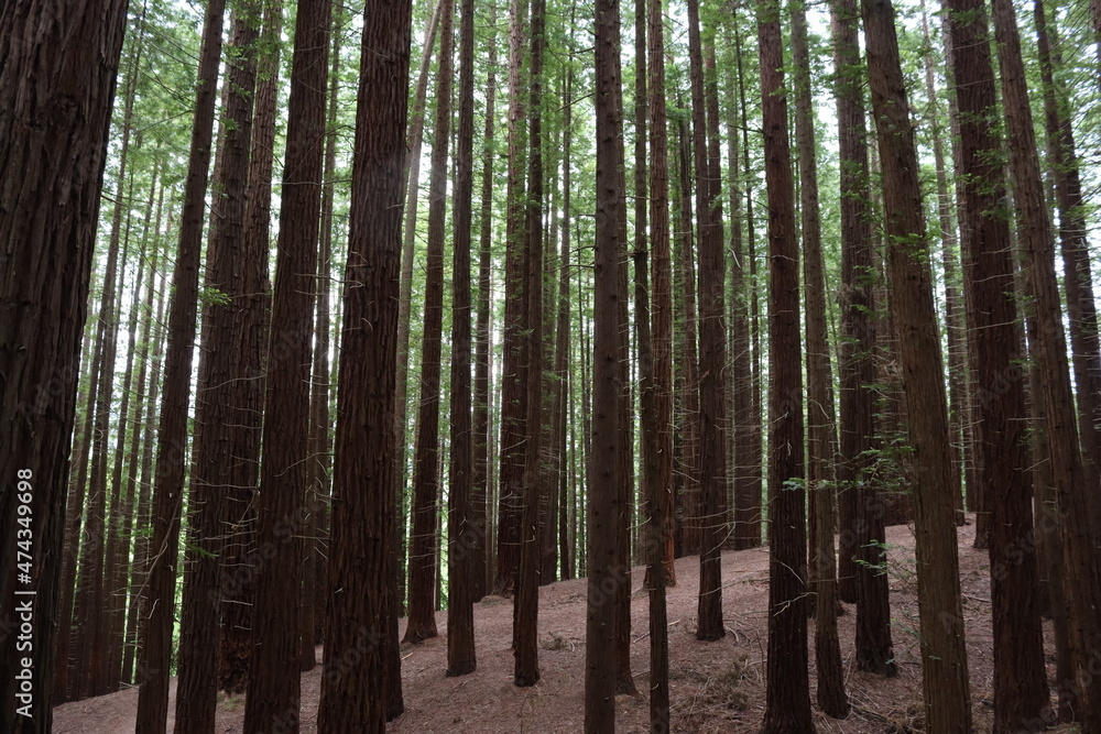 beautiful redwood forest giant trees huge fat tall wood beautiful redwood forest giant trees huge fat tall wood