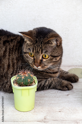The striped cat lies and looks at the cactus with a surprised look. Gymnocalycium carminanthum. An image of home life. Selective focus. © Natali Mali
