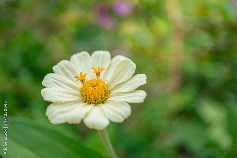 Macro photo of white wild flower on the park. the photos is perfect for pamphlet, nature poster, nature promotion and traveler. Macro photo of white wild flower on the park. the photos is perfect for pamphlet, nature poster, nature promotion and traveler.