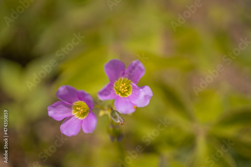 Macro photo of wild flower on the park when spring time. the photos is perfect for pamphlet, nature poster, nature promotion and traveler. 