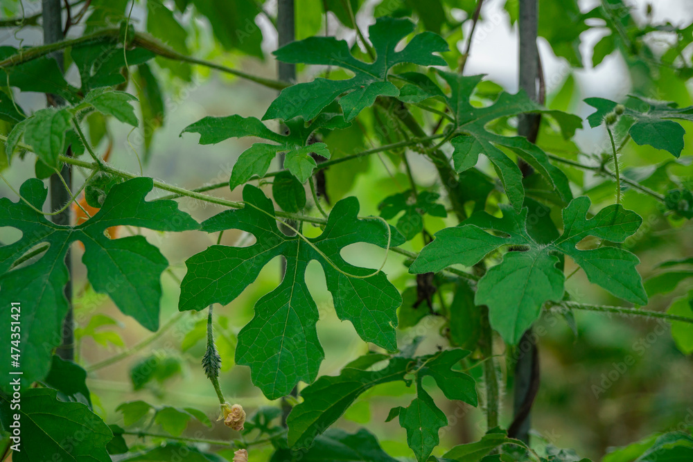 Macro photo of green leaf nature background. the photos is perfect for pamphlet, nature poster, nature promotion and traveler. Macro photo of green leaf nature background. the photos is perfect for pamphlet, nature poster, nature promotion and traveler.